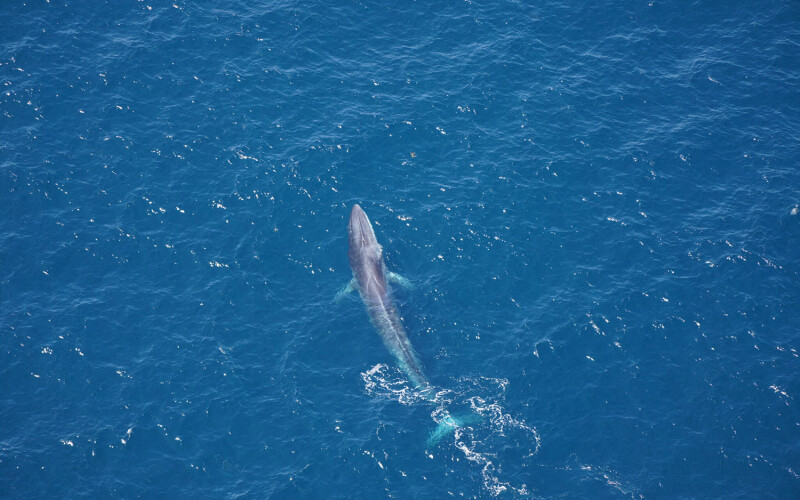 A fin whale photographed in the Northeast Canyons and Seamounts Marine National Monument during an aerial survey