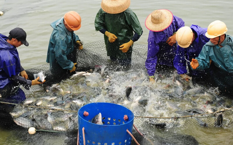 Chinese tilapia farmers