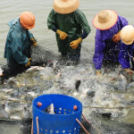 Chinese tilapia farmers