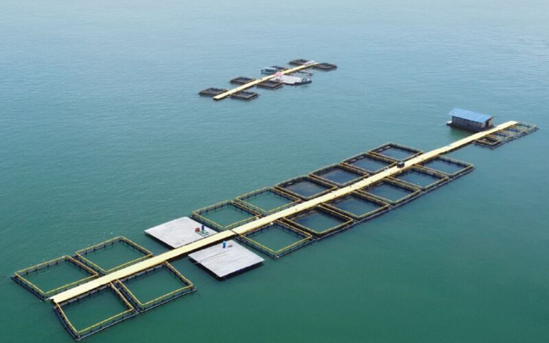 A Barramundi Group farm