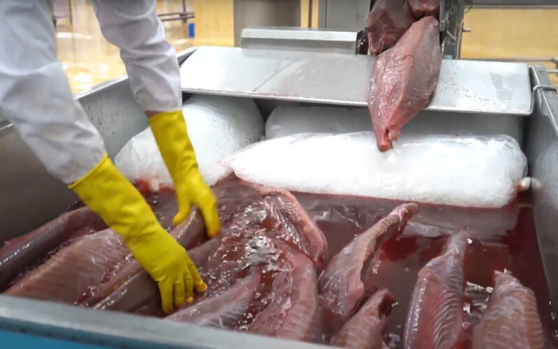 Tuna bathed in beet juice as part of a process used to improve the appearance of lower-grade fish.