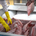 Tuna bathed in beet juice as part of a process used to improve the appearance of lower-grade fish.