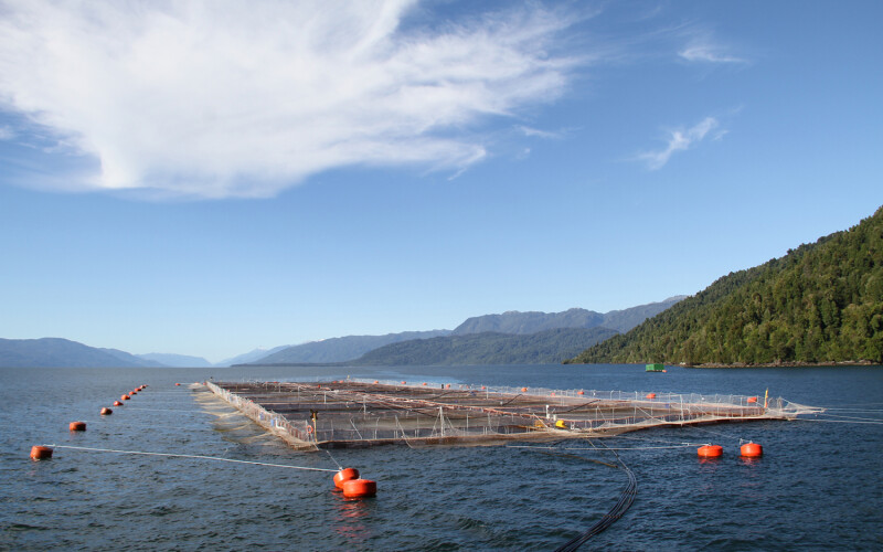 A salmon farm in Chile