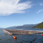A salmon farm in Chile