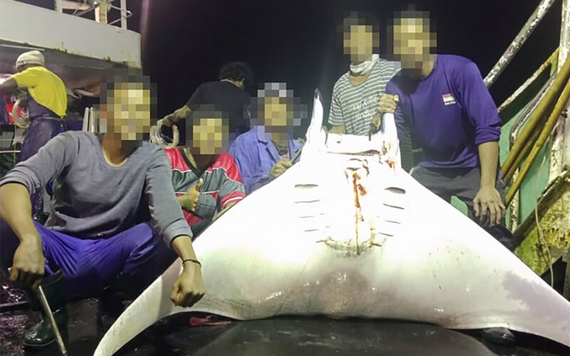 Fishers aboard an Ocean Family vessel pose with a ray they caught as bycatch