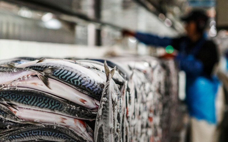 A block of frozen mackerel from Polar Seafood