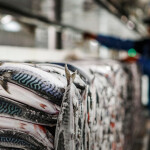 A block of frozen mackerel from Polar Seafood