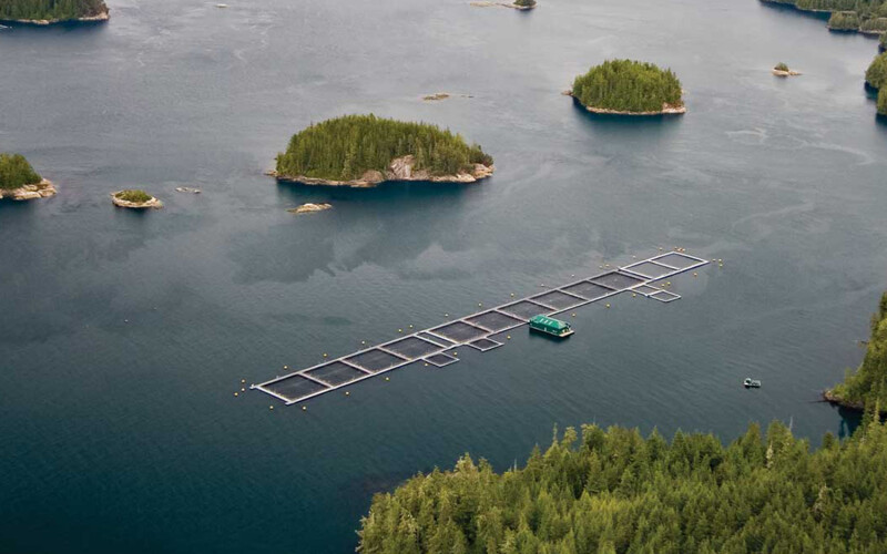 An aerial view of a salmon farm in British Columbia, Canada