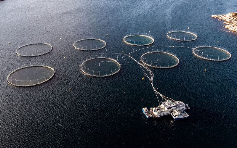 A set of eight net pens operated by Norcod