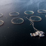 A set of eight net pens operated by Norcod