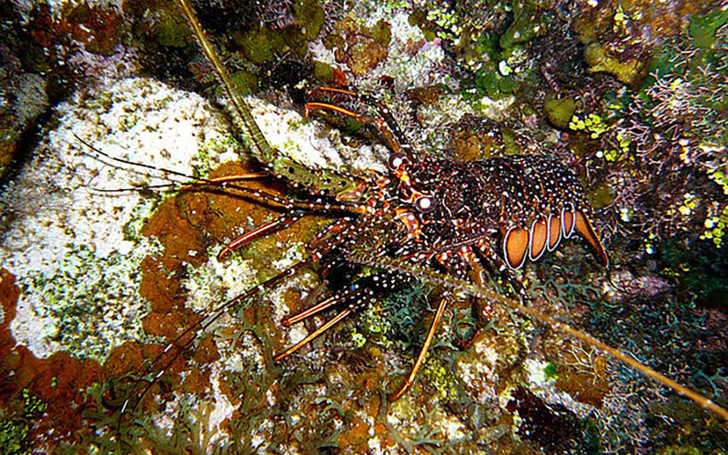 A spiny lobster in a patch of coral