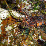 A spiny lobster in a patch of coral