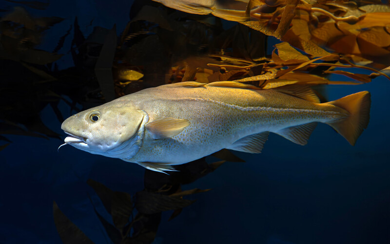 An Atlantic cod