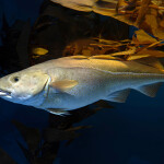 An Atlantic cod