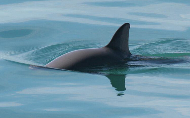 A vaquita swimming along the surface of the water