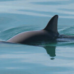 A vaquita swimming along the surface of the water