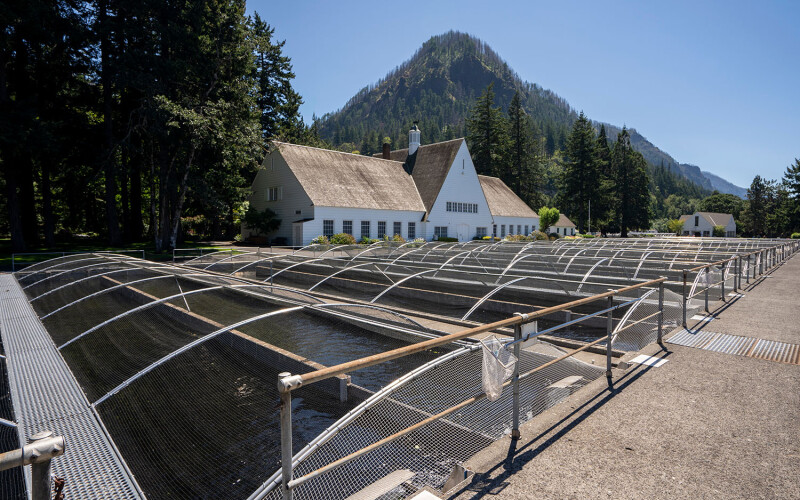 A salmon hatchery on the Columbia River