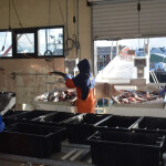 Maine's Portland Fish Exchange and Fish Pier Authority are merging.