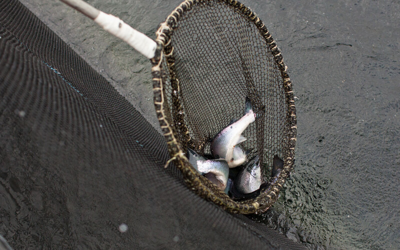 Salmon in a net pen