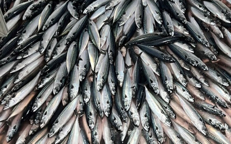A pile of Northeast Atlantic mackerel