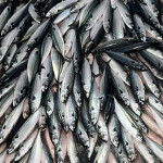 A pile of Northeast Atlantic mackerel