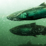 Salmon swimming against the current in Oregon
