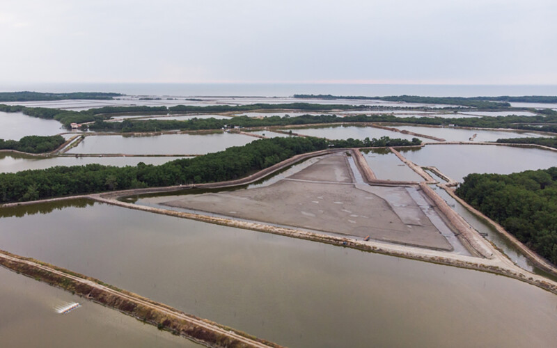 An Ecuadorian shrimp farm