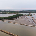 An Ecuadorian shrimp farm
