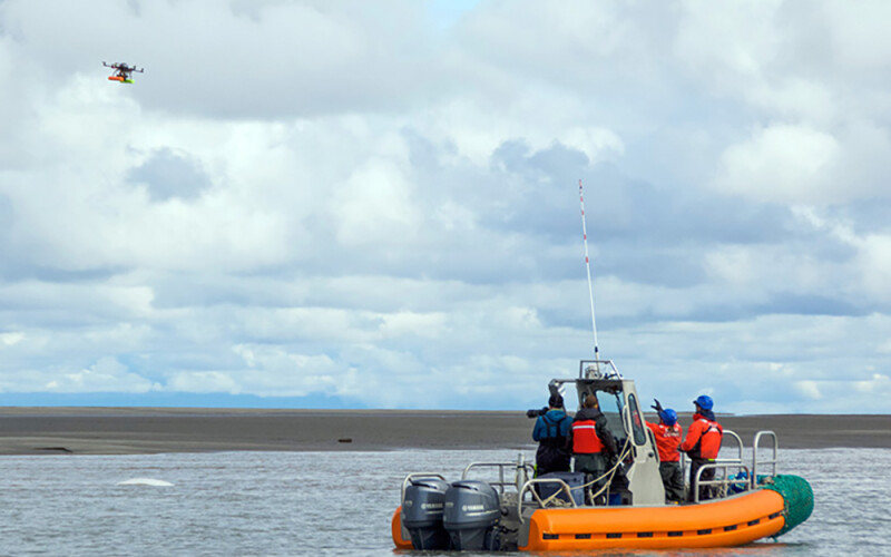 Scientists photograph a beluga whale with a drone