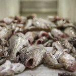 A pile of Barents Sea cod on a table