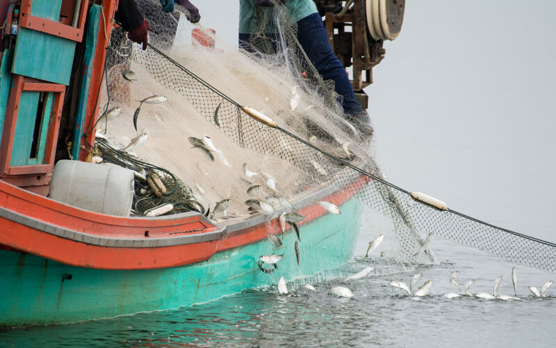 A fishing vessel pulling in a net with fish in it
