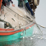 A fishing vessel pulling in a net with fish in it