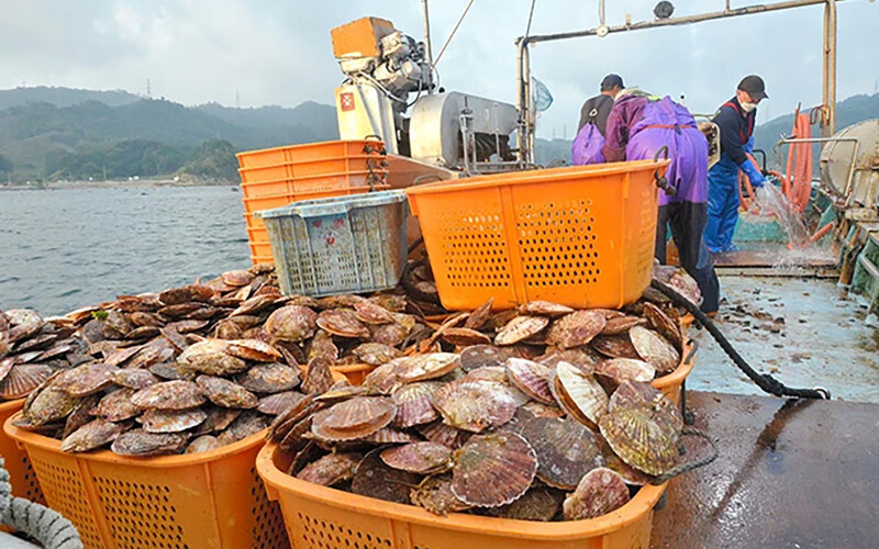 Japanese fishers harvesting scallops