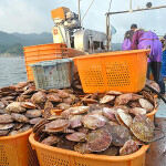 Japanese fishers harvesting scallops