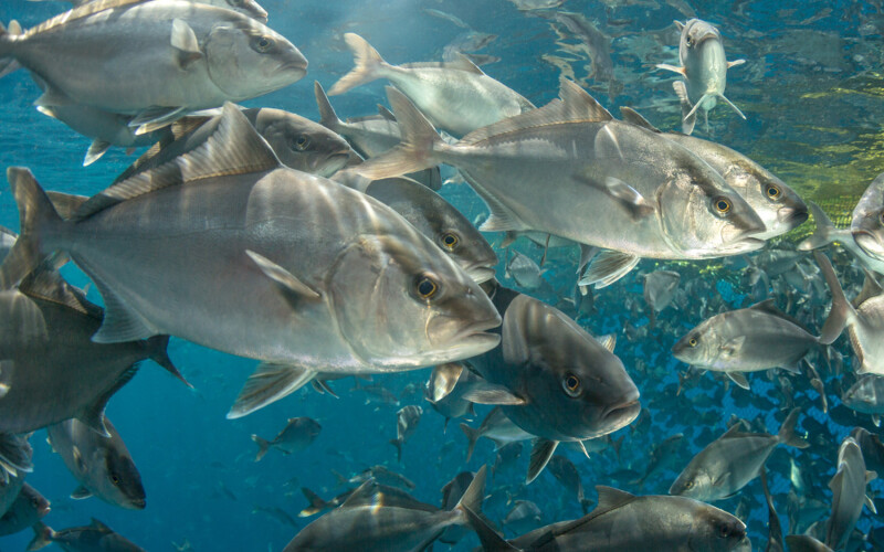 Amberjack farmed under the King Kampachi brand
