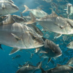 Amberjack farmed under the King Kampachi brand