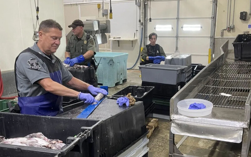 Acting Col. Patrick Moran measuring illegally harvested haddock in a New Bedford seafood processing plant