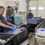Acting Col. Patrick Moran measuring illegally harvested haddock in a New Bedford seafood processing plant