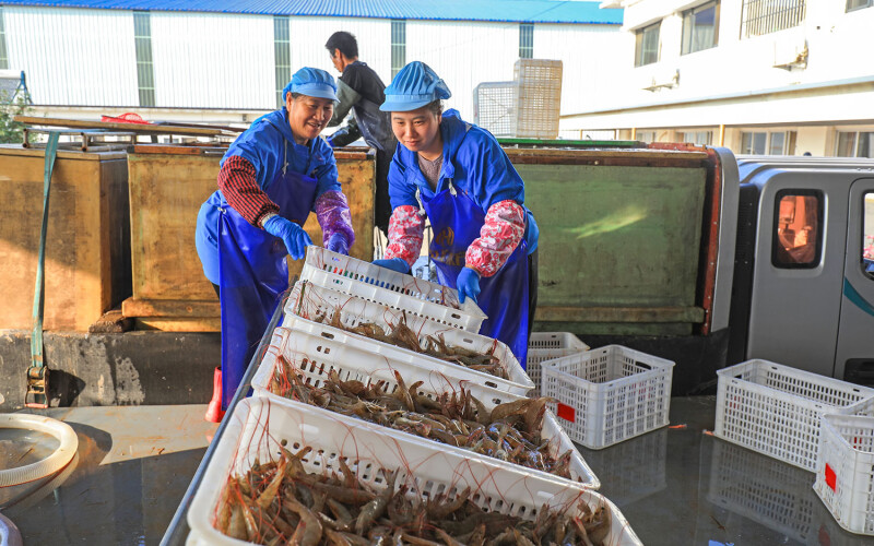 Workers handling prawns in China