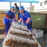 Workers handling prawns in China