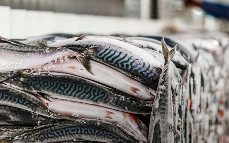 A frozen block of mackerel caught by Polar Seafood