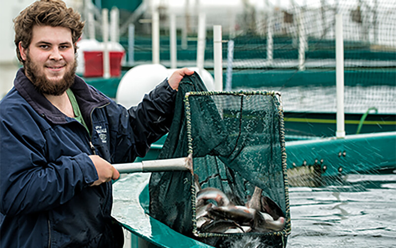 A Blue Star employee showing off the salmon farmed at the company's British Columbia, Canada, operations