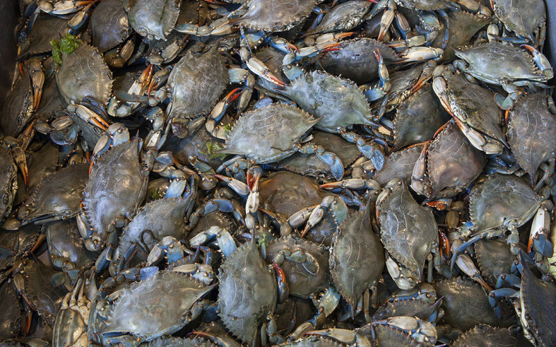 A pile of Chesapeake Bay blue crabs