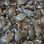 A pile of Chesapeake Bay blue crabs