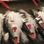 Tuna for sale in a fish market in Honolulu, Hawai'i
