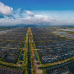A Minh Phu shrimp farm in Vietnam