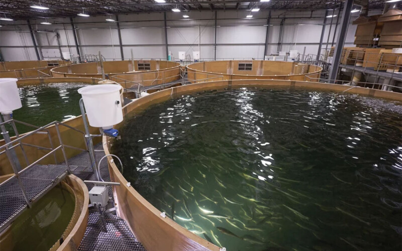 The interior of AquaBounty's Albany, Indiana, recirculating aquaculture system facility