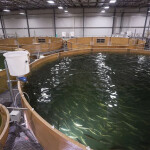 The interior of AquaBounty's Albany, Indiana, recirculating aquaculture system facility