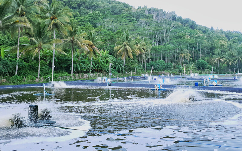A shrimp farm in Pacitan, Indonesia