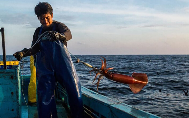 A Peruvian fisher hauling in a jumbo flying squid